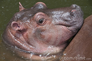 Cute Hippo Photos