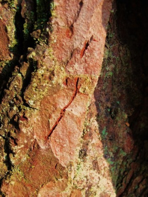 details Request a Quote