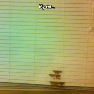 cat hiding behind the blinds