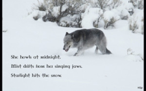 Wolf Wisdom - Black Wolves, White Winter, Arctic Wolves, Wolf in Snow ...