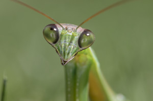 Praying Mantis Face...