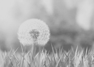 ... White sky landscape flowers weheartit dandelion wish Wind grass blow