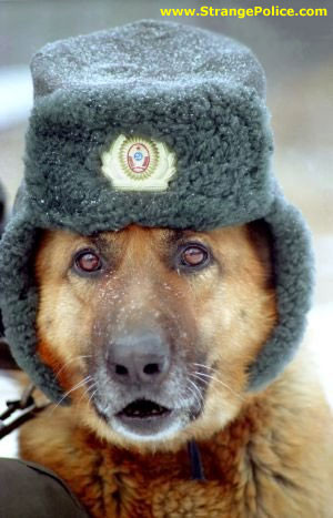 GERMAN SHEPHERD POLICE DOG - POLICE HAT WITH EAR MUFFS!