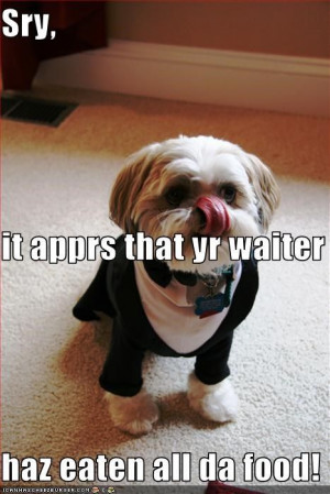 Funny Shih Tzu | ... - Page 3 - Loldogs n Cute Puppies - funny dog ...