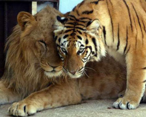 US vs Tiger Mothers, Lion Fathers – UPDATED
