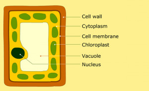 Where Does Photosynthesis Take Place in a Plant Cell