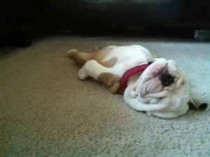 Sleepy Bulldog Puppy Photo Goes Viral on Reddit