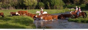 Home Hereford Cattle Grassfed Industry About The Ranch picture
