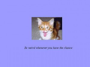 ... animal picture the cats in the basket with quote funny animal pictures