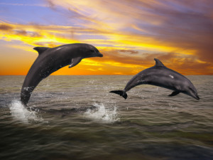 Dolphins at Sunset by AMDG-graphics
