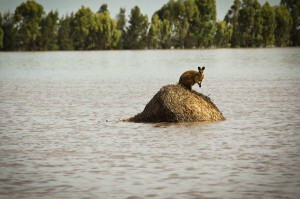 wallaby is stranded on a hay bale, surrounded by flood water