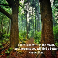 ... wood, tree, nature quotes, camping, forest, place, walk, mother nature