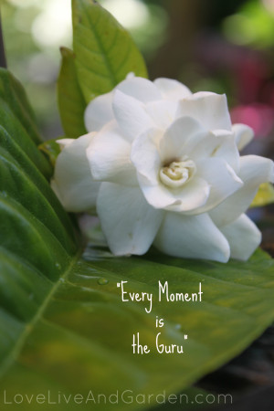 Quote Charlotte Joko Beck Life Always Gives Exactly The Teacher