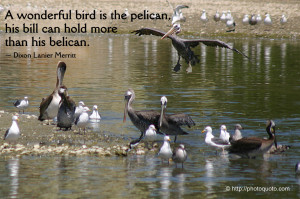 wonderful bird is the pelican, his bill can hold more than his ...