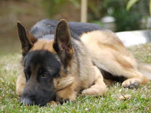 German Shepherd - Guard Dog