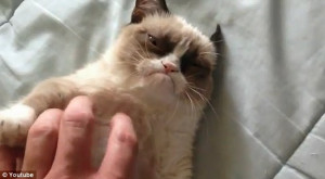 Grumpy Cat. Screenshot from video.