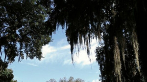 Spanish moss.
