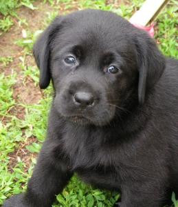breed labrador retriever lives chicago illinois from akc breeder north ...