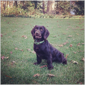 download this Very Big Dog Jokeroo Funny Doblelol Breeds Picture ...