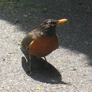 robin, the subject of Emily Dickinson's 