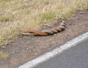 photo of 2 Copperhead Snakes in Australia / Funny Pictures, Quotes ...
