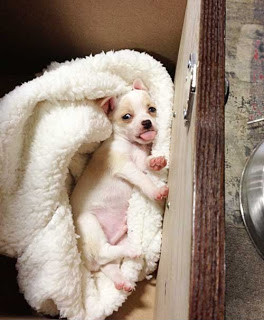 tiny Chihuahua puppy in a drawer at work showing attitude like a boss