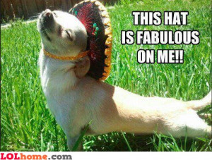 This hat looks fabulous on me. I'm a fabulous dog, admit it!
