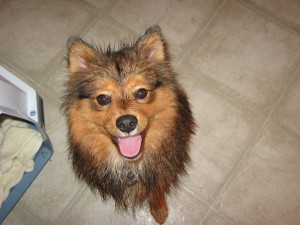 Wife Of Bath Quotes Translated