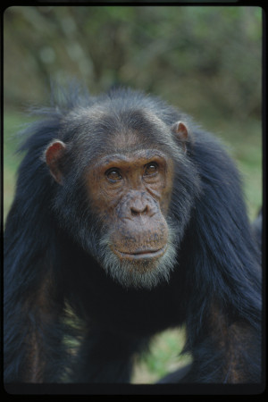 Jane Goodall With Chimpanzee
