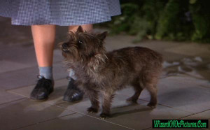 toto wizard of oz pictures