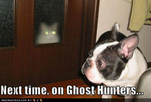 funny-dog-pictures-ghost-cat.jpg#ghost%20lol%20494x335