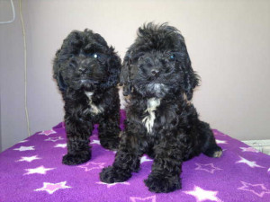 COCKAPOO PUPPy F1 girls FOR SALE ADOPTION from leeds England West ...