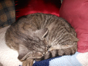 is it let sleeping cats lie?????