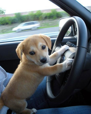 He's never gonna pass the drivers test if he keeps taking his eyes off ...