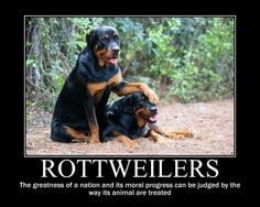 Funny Rottweiler Quotes and Pictures | Rottweiler motivational by ...