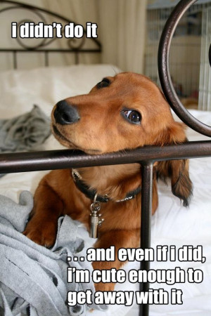 dachund sayings | dachshund – 2/4 – Just for fun I swear, Roxy HAS ...