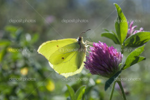 Butterfly on purple flower of clover - Stock Image