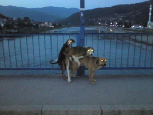 Random Funny Pictures, 3 dogs humping, scary animals, glowing eyes ...