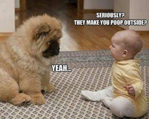 Baby to puppy they make you poop outside Funny dog photo with captions