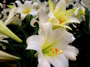Easter lilies and their care