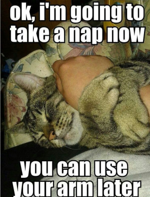 Funny Cat Nap