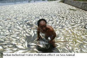 Search Results for: Water Pollution Effects On Animals