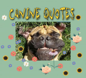 Humor Quotes