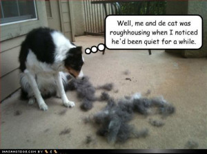 56 Weird Dogs (and a few cats)