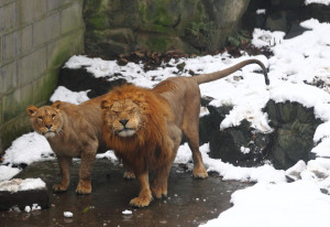 ... zoo-china-snowballs-lions-animal-cruelty_n_2448801.html#slide=1966559