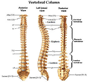 ... spine each area of the spine is shown in fig neck cervical spine