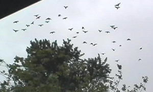 Spiritual Ity Higher Consciousness Quotes 310 X 480 116 Kb Jpeg