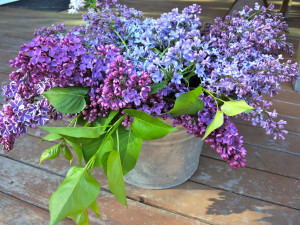This Week The Garden Lilacs