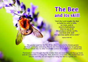 Picture Perfect : Quran & Modern Science – The Bee & its skill