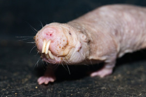 World's Ugliest Animals | Don't Panic Magazine | Radar